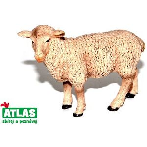 Atlas Ovca
