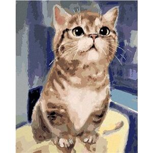 Maľovanie podľa čísel - Zvedavá mačka
