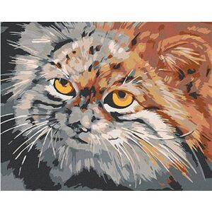 Maľovanie podľa čísel – Sivohnedá mačka
