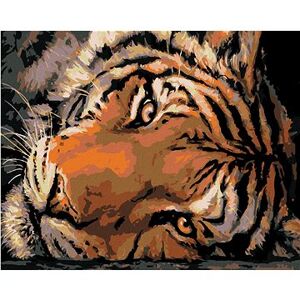 Maľovanie podľa čísel – Jasný tigrí pohľad