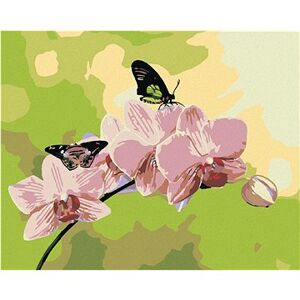 Maľovanie podľa čísel – Orchidea s motýľmi