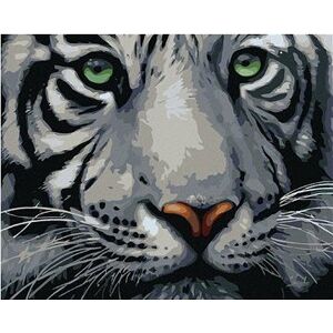 Maľovanie podľa čísel – Hlava bieleho tigra