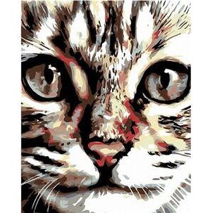 Maľovanie podľa čísel – Pásikavé mačiatko