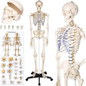 Anatomický model ľudská kostra 180 cm biely