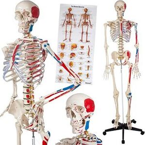 Anatomický model ľudská kostra 180 cm s označením svalov a kostí biely