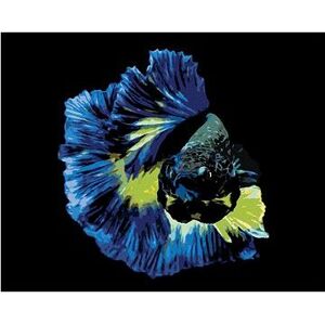 Bojovnica ryba modrá, 80 × 100 cm, bez rámu a bez napnutia plátna
