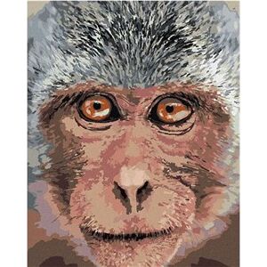 Opica z blízka, 40×50 cm, vypnuté plátno na rám