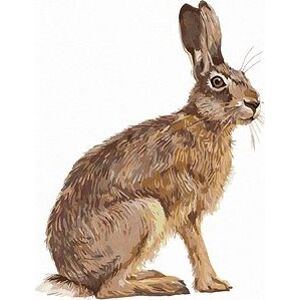 Sediaci zajac, 40×50 cm, bez rámu a bez vypnutia plátna